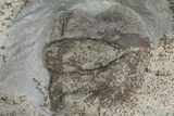 Lower Cambrian Trilobite (Longianda) - Issafen, Morocco #170927-2